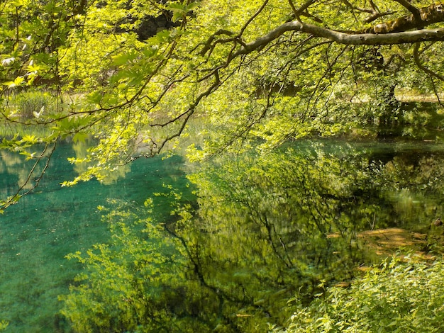 Alberi con fogliame verde sulla superficie di un fiume in Grecia