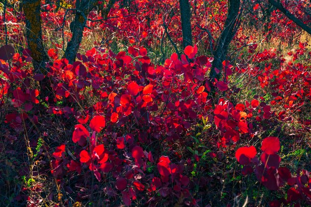 Alberi con foglie autunnali rosso vivo