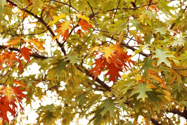 Alberi con foglie colorate nel parco