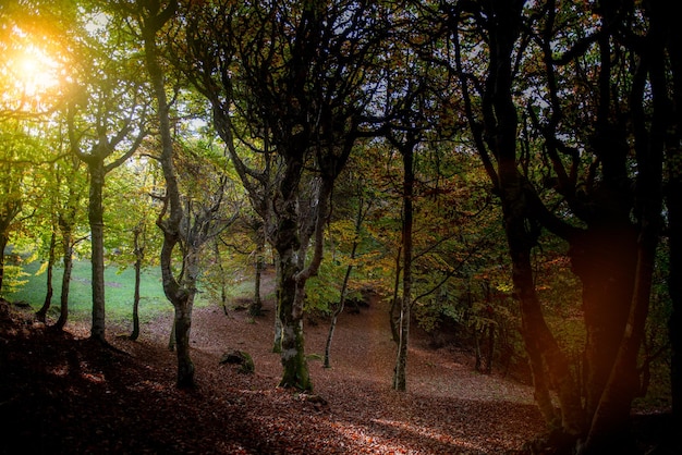 Alberi con foglie colorate