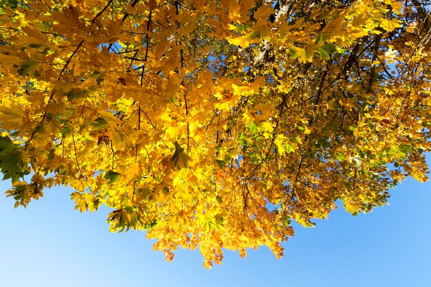 Alberi con foglie di acero ingiallite nella stagione autunnale.