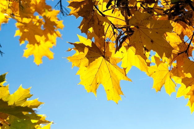 Alberi con foglie di acero ingiallite nella stagione autunnale.