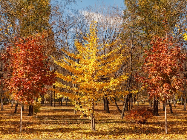 Alberi con foglie gialle e rosse nel parco cittadino in una soleggiata giornata autunnale. I colori dell'autunno