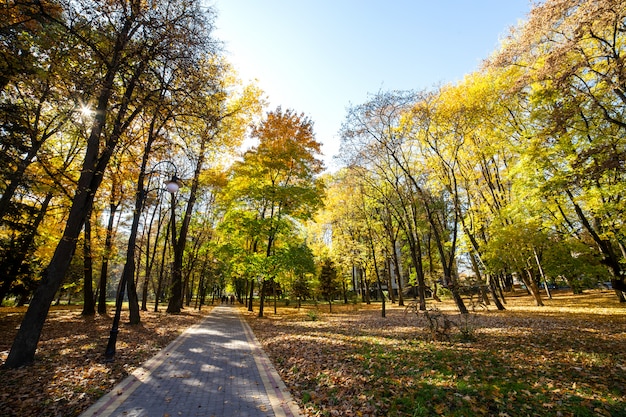 Alberi con foglie gialle e una via nel parco