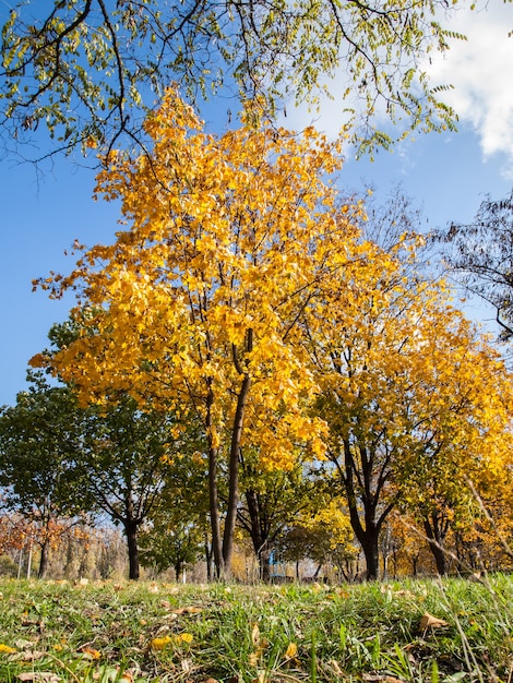 Alberi con foglie gialle e verdi nel parco in una soleggiata giornata autunnale