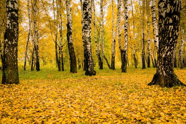 Alberi con foglie gialle