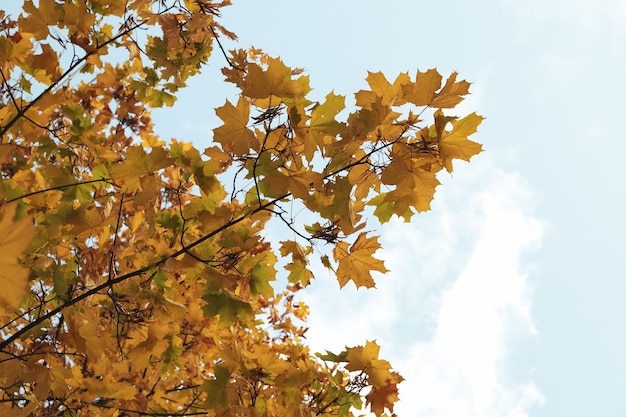 Alberi con foglie ingiallite contro il cielo blu. Paesaggio autunnale