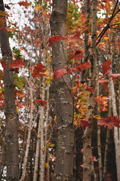 alberi con foglie rosse in montagna nella stagione autunnale