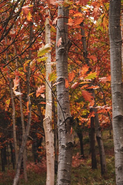 alberi con foglie rosse in montagna nella stagione autunnale