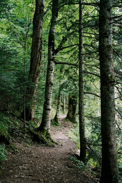 Alberi con muschio lungo il sentiero nel parco biogradska gora montenegro