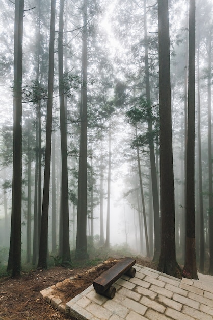 Alberi con nebbia nella foresta con il sedile di legno sulla piattaforma di pietra a Alishan.