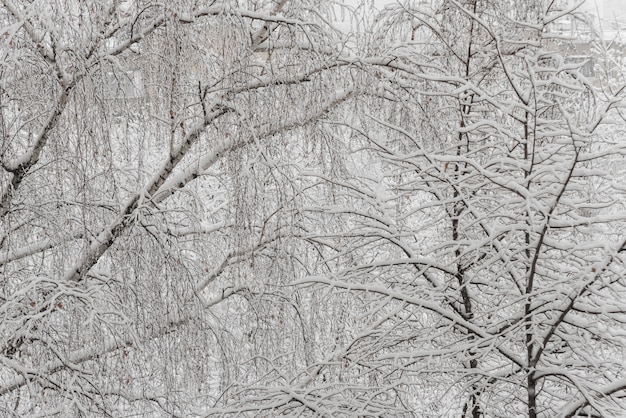 Alberi con neve nel parco invernale. Giornata nevosa, cielo nuvoloso.