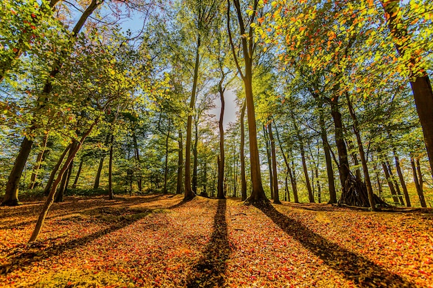 Alberi con ombre e foglie sul terreno a Spaubeek nel Limburgo meridionale nei Paesi Bassi