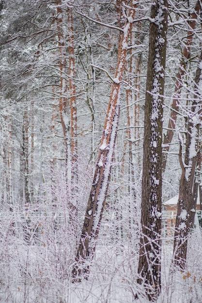 Alberi con rami e foglie nella neve in inverno