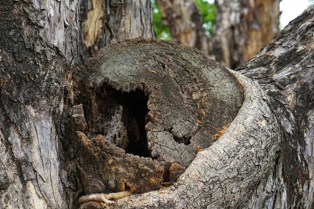 Alberi con segni tagliati