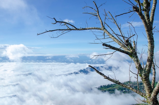 Alberi con sfondo di montagna e il cielo