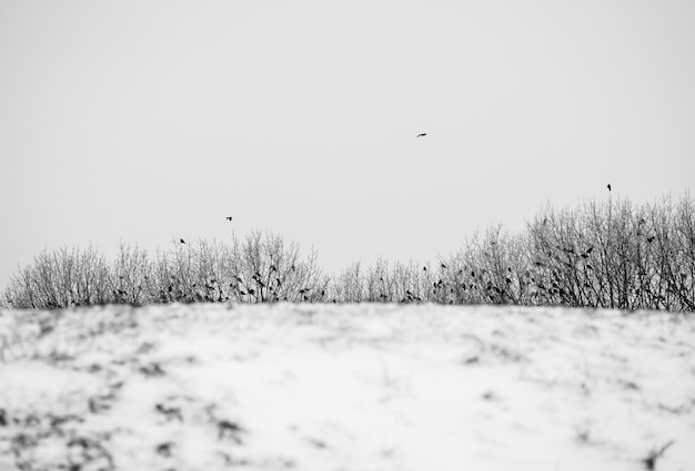 Alberi con uccelli sopra la collina