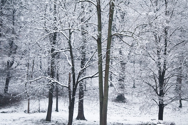 Alberi congelati nella foresta ricoperta di neve