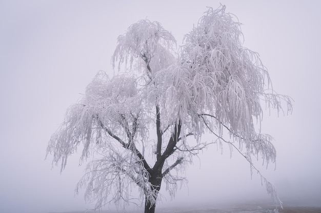 Alberi congelati nella mattina nebbiosa