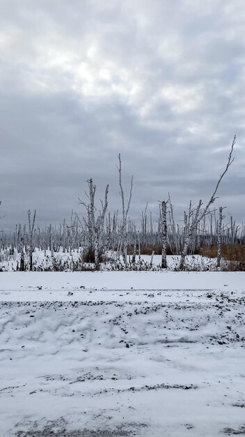 alberi congelati nella neve