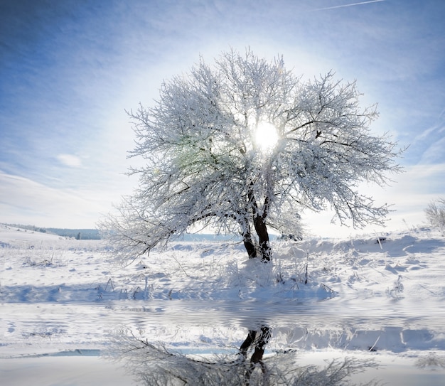 alberi congelati