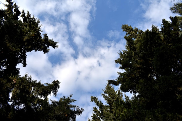 Alberi contro il cielo blu.