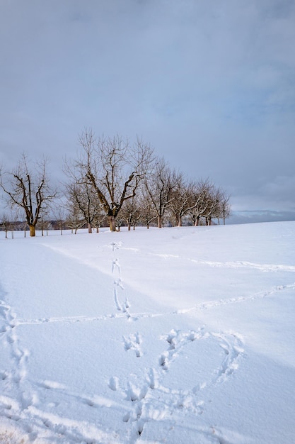 Alberi contro il cielo durante l'inverno