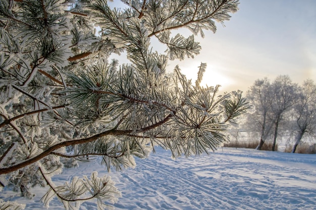 Alberi coperti di brina che brillano alla luce del sole del tramonto. Una scena invernale pittoresca e magnifica.