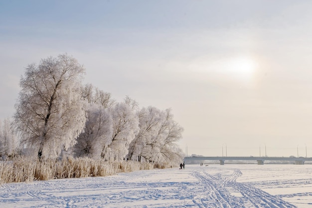 Alberi coperti di brina che brillano alla luce del sole del tramonto. Una scena invernale pittoresca e magnifica.