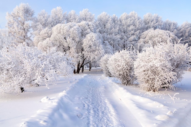 Alberi coperti di brina in una gelida giornata invernale. Clima, meteo, meteorologia.