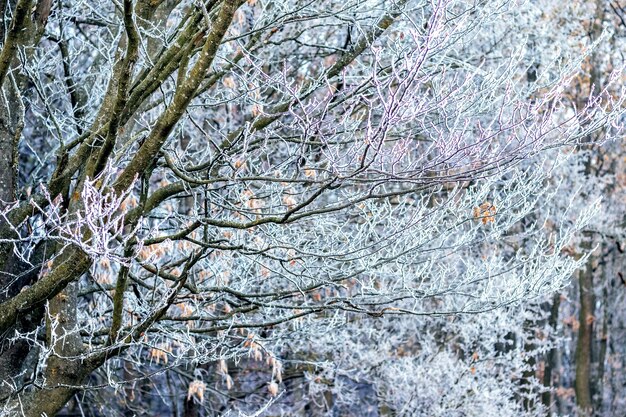 Alberi coperti di brina nella foresta