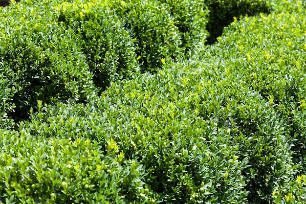 Alberi coperti di fogliame verde in estate