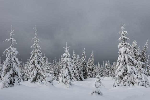 Alberi coperti di gelo e neve