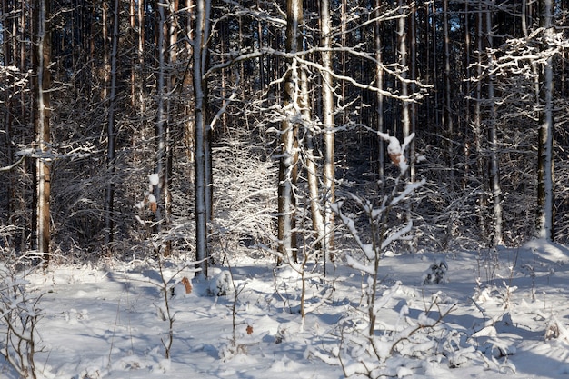 alberi coperti di neve bianca