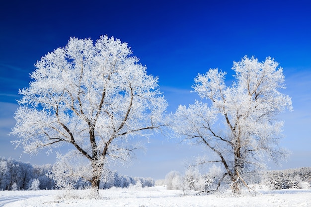 Alberi coperti di neve contro il cielo