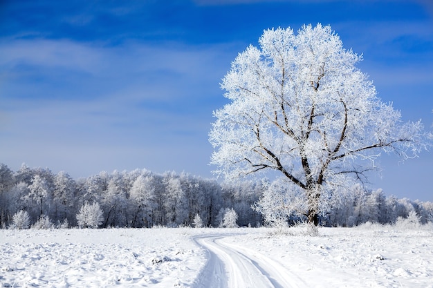 Alberi coperti di neve contro il cielo