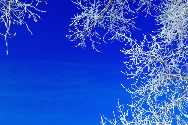 Alberi coperti di neve contro il cielo