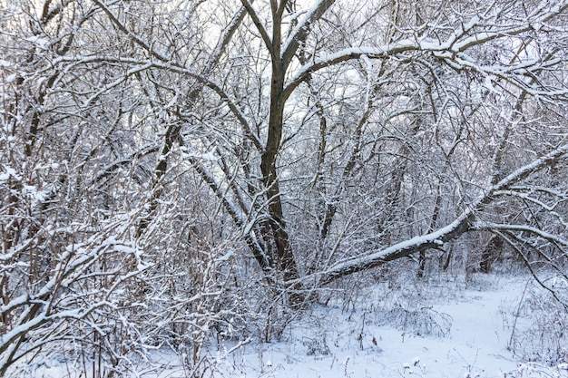 Alberi coperti di neve fresca nella foresta invernale