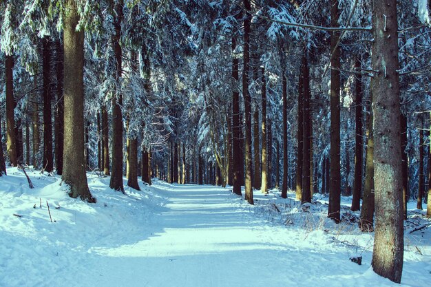 Alberi coperti di neve in inverno