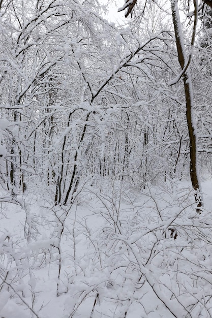 Alberi coperti di neve in inverno