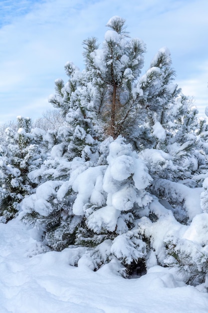 Alberi coperti di neve in una giornata di sole