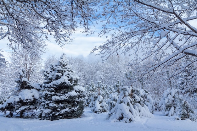 Alberi coperti di neve in una soleggiata giornata invernale