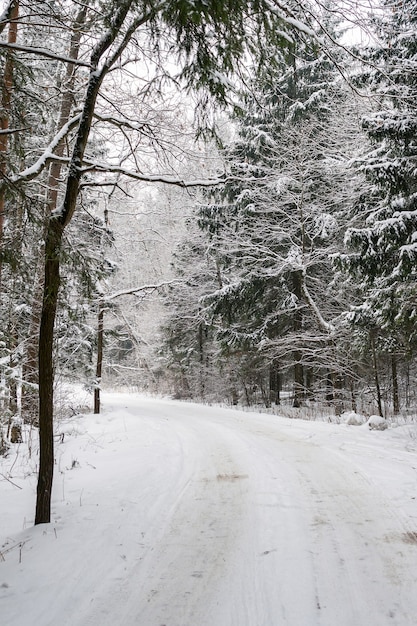 Alberi coperti di neve lungo il bordo della strada nella foresta invernale