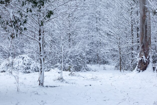 alberi coperti di neve nel parco di shekvetili. paesaggio invernale