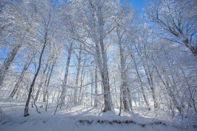 Alberi coperti di neve nella foresta di Sabaduri, paesaggio invernale. Georgia