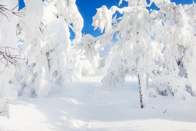 Alberi coperti di neve nella foresta invernale dopo la nevicata. Bellissimo paesaggio invernale.