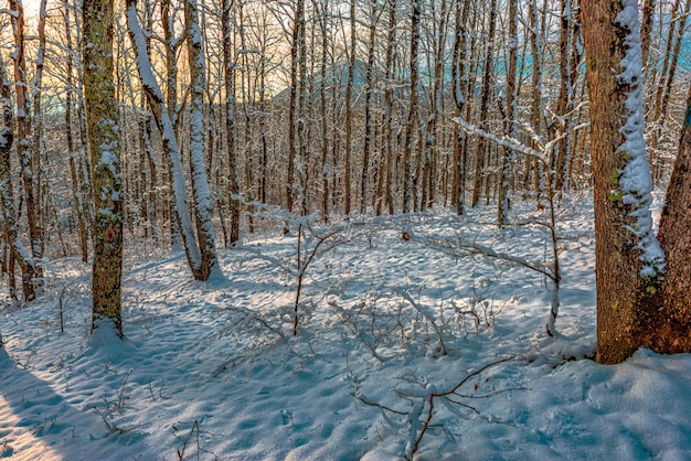 Alberi coperti di neve nella foresta invernale