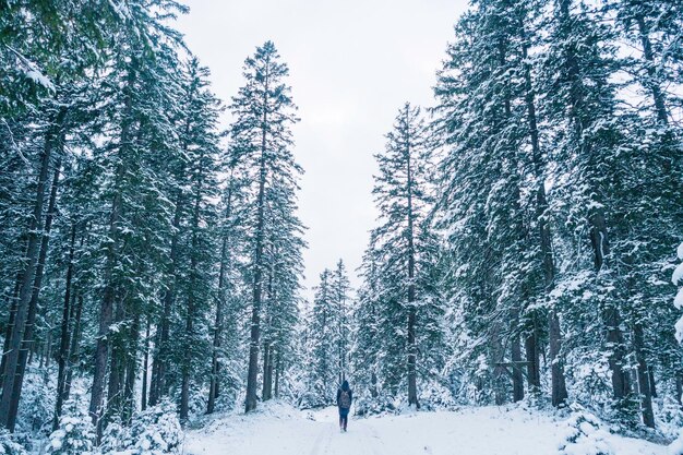 Alberi coperti di neve nella foresta