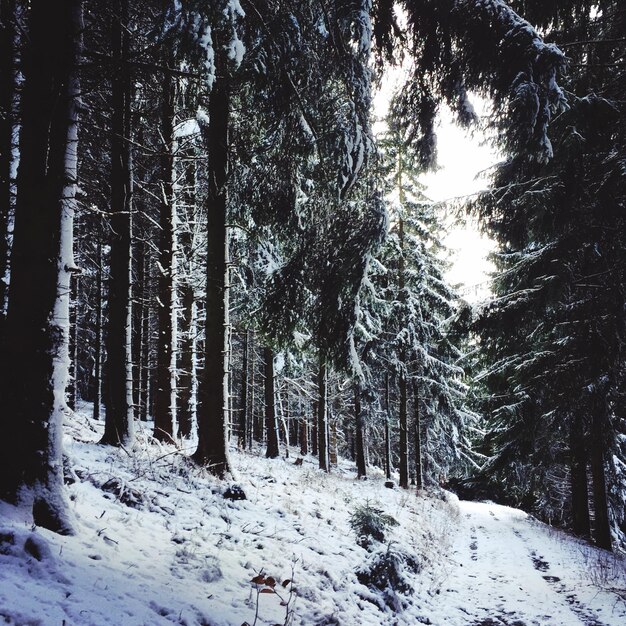 Alberi coperti di neve nella foresta