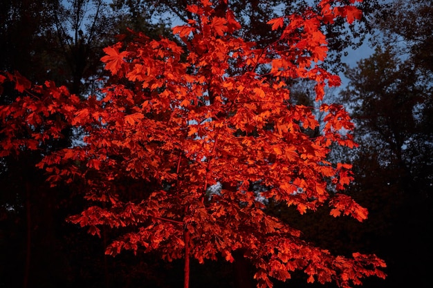 Alberi d'autunno di notte alla luce al neon rossa